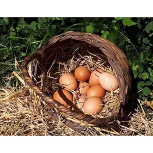 megara-free-range-eggs_1412665644