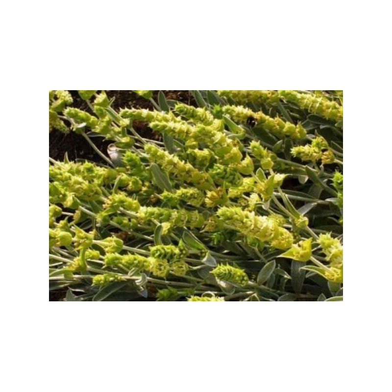 elliniko-tsai-tou-vounou-50gr